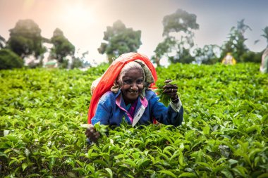 ELLA, SRI LANKA - 26 DEC 2016: Yaşlı kadın çay toplayıcısı, 26 Aralık 2016 'da Ella kasabasında taze çay yapraklarını topladı, Uva Eyaleti, Sri Lanka