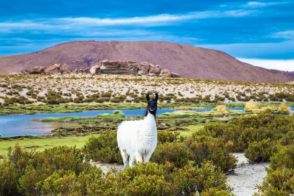 Lama Eduardo Avaroa National Park Bolivia — Stock Photo, Image