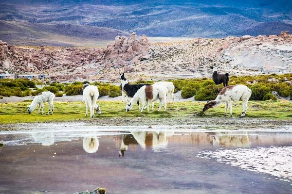 Lama Parque Nacional Eduardo Avaroa Bolivia — Foto de Stock