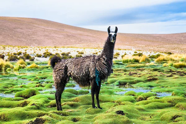 Lamy Parku Narodowym Eduardo Avaroa Boliwii — Zdjęcie stockowe