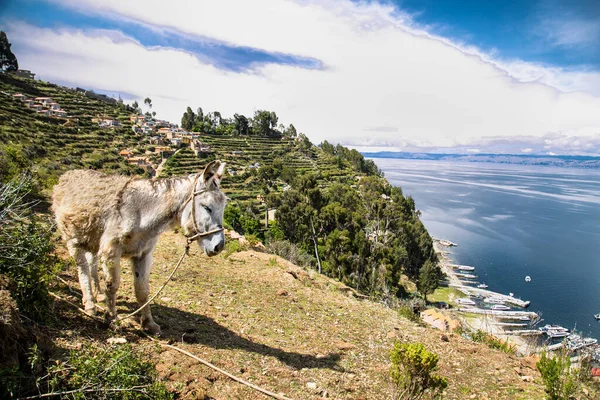 Retrato Burro Isla Del Sol Día Soleado Bolivia América Del — Foto de Stock