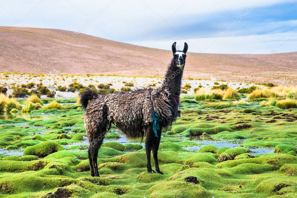 Llama in Eduardo Avaroa National Park in Bolivia.