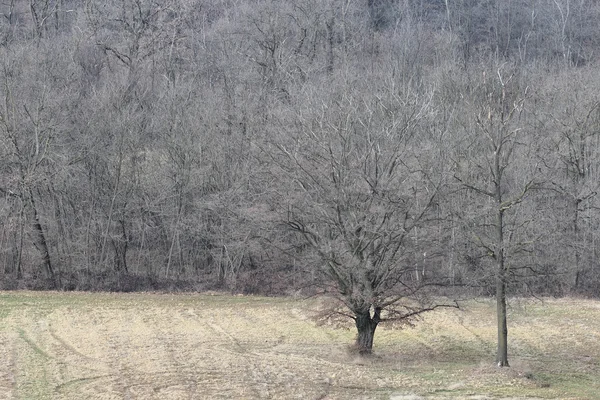 Kış zamanında meşe ağacı — Stok fotoğraf
