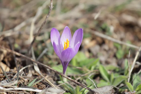 Crocus vernus spring flower — Stock Photo, Image