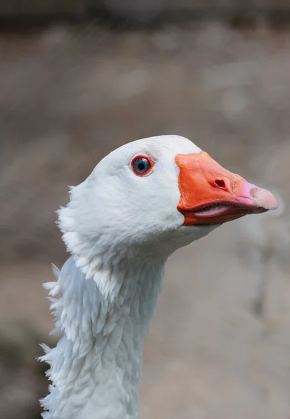 Cabeça de ganso branco — Fotografia de Stock