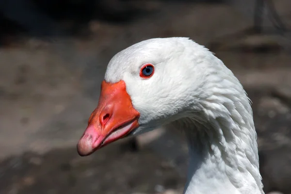 Cabeça de ganso branco — Fotografia de Stock