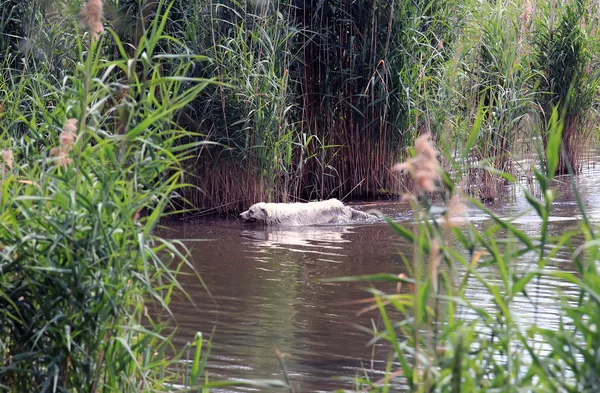 Biały pies kąpiel — Zdjęcie stockowe