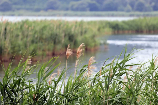 Reed keře jezero — Stock fotografie