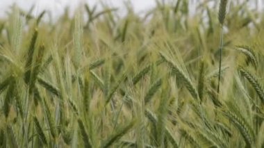 Buğday kulakları kırpma