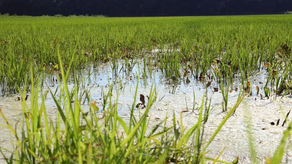 Cultivo de arroz en Italia — Foto de Stock