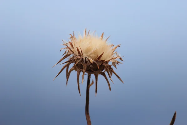 Mediterranean milk thistle — Stock Photo, Image