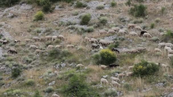 Transhumance ovine en Italie — Video