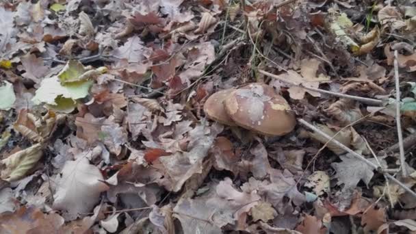 Colhendo Cogumelos Xerocomus Badius Floresta — Vídeo de Stock