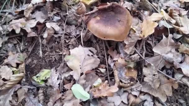 Apanhar Cogumelos Floresta Xerocomus Badius — Vídeo de Stock