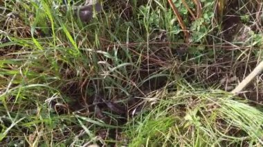 Kudüs enginar hasadı, yenilebilir kökler toplayan adam.