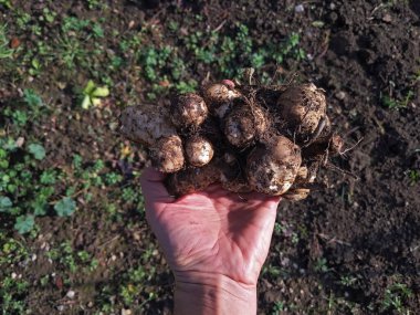 Tarlalarda Kudüs enginarı hasat eden adam.
