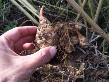 Tarlalarda Kudüs enginarı hasat eden adam.