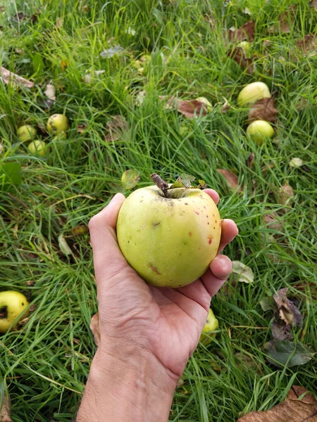 Hand Holing Ett Äpple Fruktträdgård Skörd Överflöd Koncept — Stockfoto