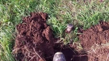 Long Handled Garden Digging Spade