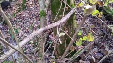 armillaria mellea, ormandaki bir grup taze bal mantarı.