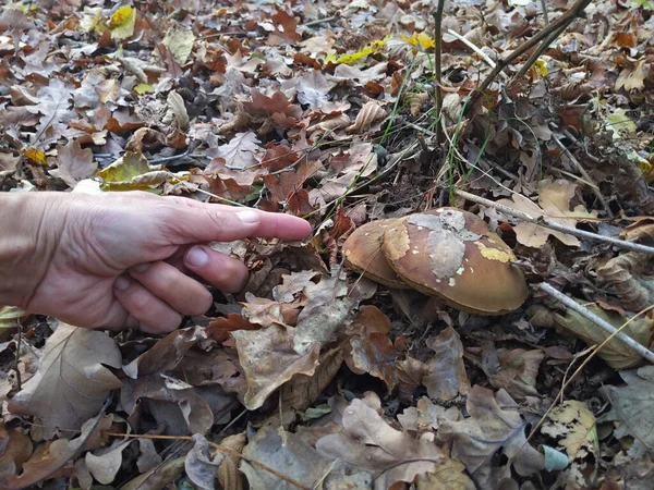 Fungi Filching Picking Mushrooms Forest — Stock Photo, Image