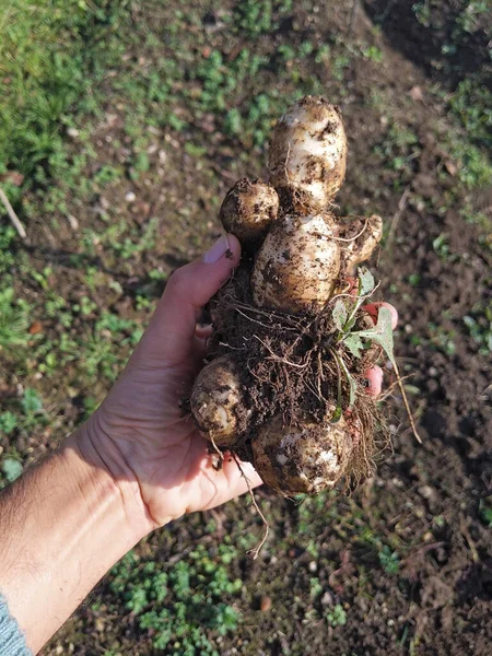 Muž Sklízí Jeruzalémský Artyčok Farmě — Stock fotografie