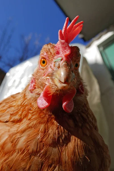 Rotes Huhn Schaut Die Kamera Aus Nächster Nähe — Stockfoto