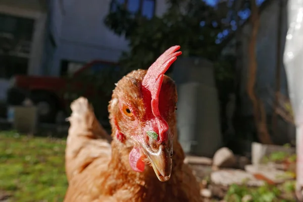 Rotes Huhn Schaut Die Kamera Aus Nächster Nähe — Stockfoto