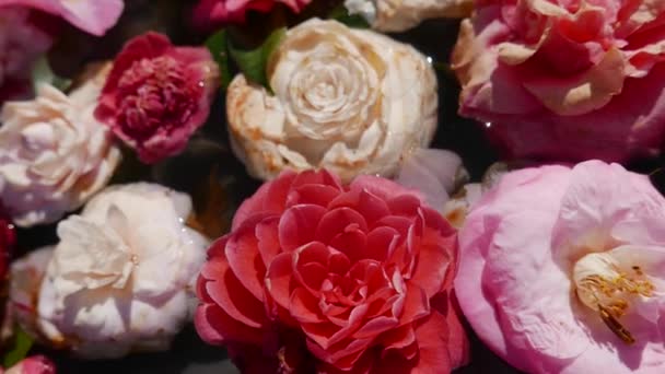 Yüzeyinde Yüzen Renkli Çiçekler — Stok video