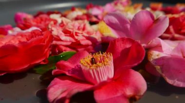 Su yüzeyinde yüzen renkli çiçekler