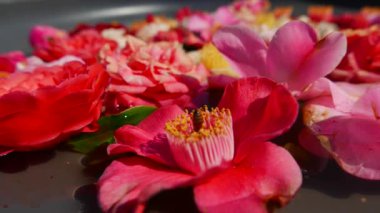 Su yüzeyinde yüzen renkli çiçekler