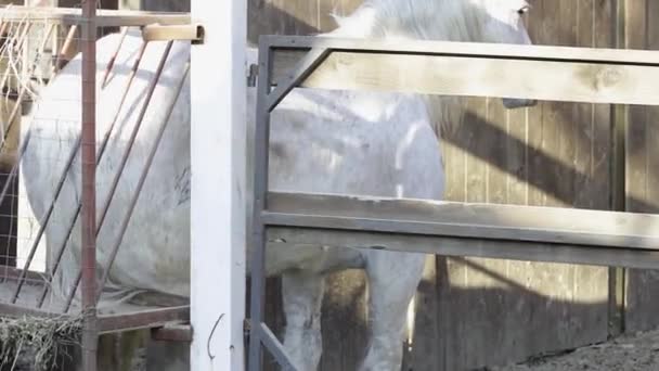 Funny Horse Scratching His Butt — Stockvideo