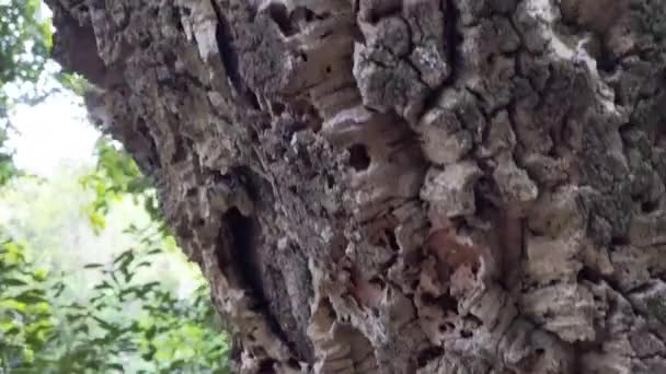 Corteccia Sughero Quercia Vicino Nel Parco Romano — Video Stock