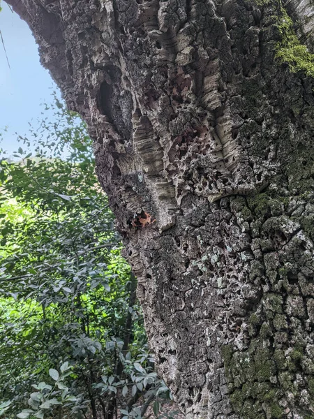 Corteccia Sughero Quercia Vicino Nel Parco Romano — Foto Stock