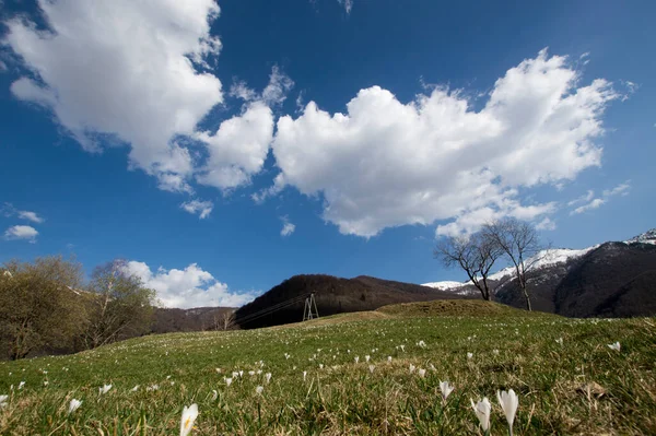 Vit Blomma Vårkrokus Över Alpina Fältet — Stockfoto