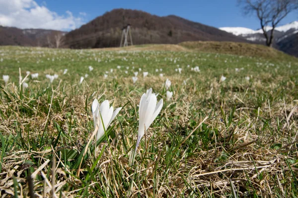 Vit Blomma Vårkrokus Över Alpina Fältet — Stockfoto