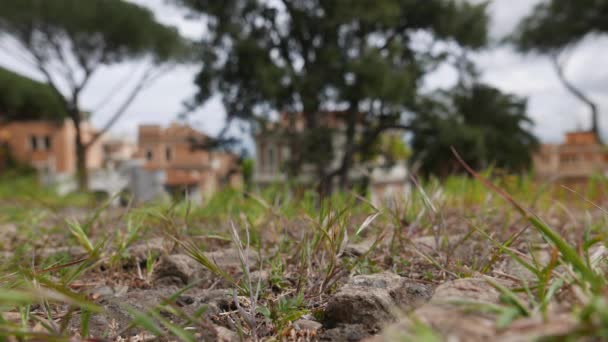 Ervas Selvagens Antigas Paredes Tijolos Roma Itália — Vídeo de Stock