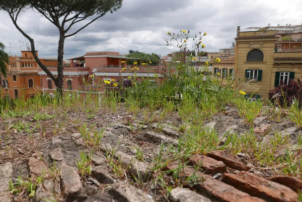 Herbes Sauvages Sur Les Murs Briques Antiques Rome Italie — Photo