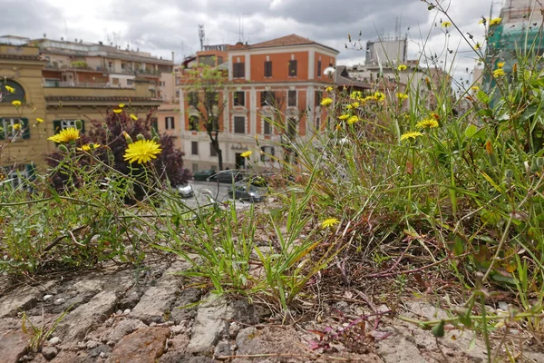 Hierbas Silvestres Las Antiguas Paredes Ladrillo Roma Italia —  Fotos de Stock