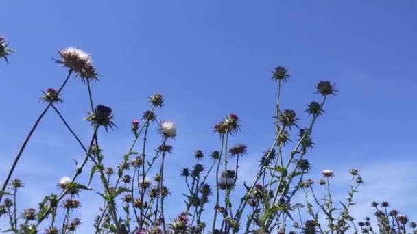 地中海牛奶茴香花 夏季概念 — 图库视频影像