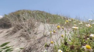 İtalya, Capocotta sahilinde yabani otlar ve çiçekler