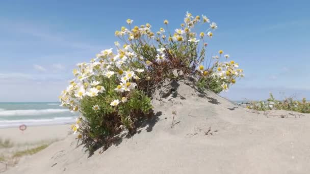 Středomořský Mléčný Bodlákový Květ Letní Koncept — Stock video