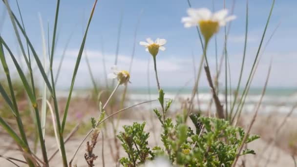 Middellandse Zee Melk Distel Bloem Zomer Concept — Stockvideo