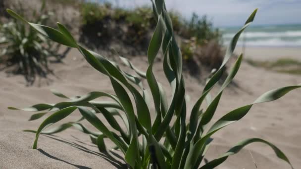 Agave Plante Capocotta Plage Italie — Video