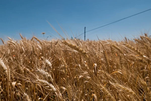 Campo Cebada Contra Cielo Azul Italia — Foto de Stock