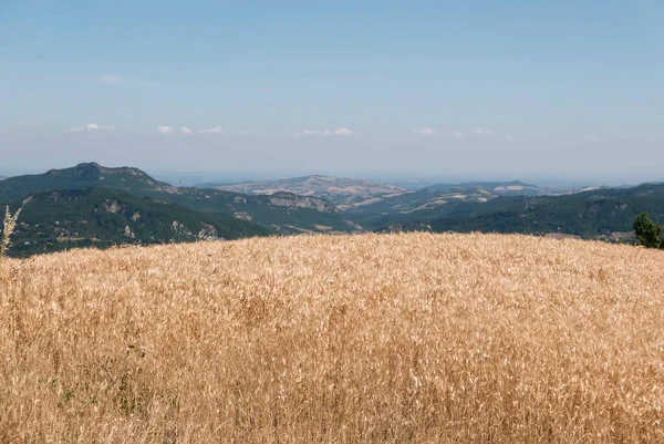 Barley Field Blue Sky Στην Ιταλία — Φωτογραφία Αρχείου