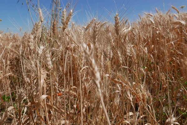 Campo Cebada Contra Cielo Azul Italia — Foto de Stock