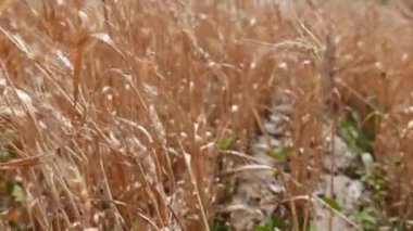 İtalya 'da Mavi Gökyüzüne Karşı Arpa Alanı