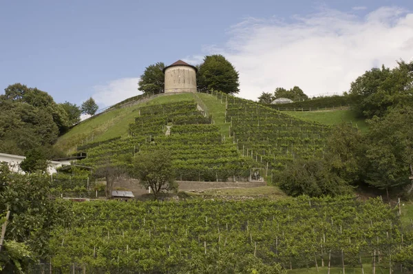 Vignoble Avec Tour Hungerturm Camorino Bellinzona Canton Tessin Suisse — Photo