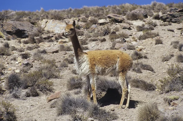 Vicunas silvestres —  Fotos de Stock